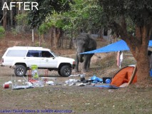 Photos NWA et les éléphants